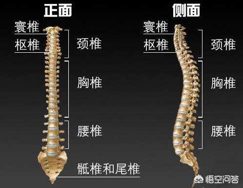 为什么久坐办公室的人建议进行普拉提运动？