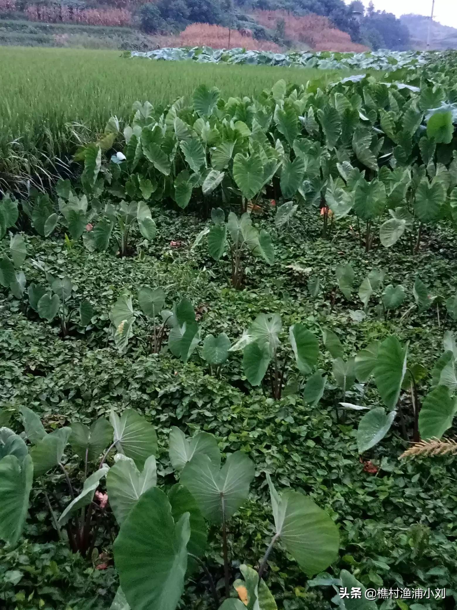 请问鱼腥草是怎么种植的？就是当菜吃的那种，鱼腥草上半部分连叶的那段，哪有栽培技术？