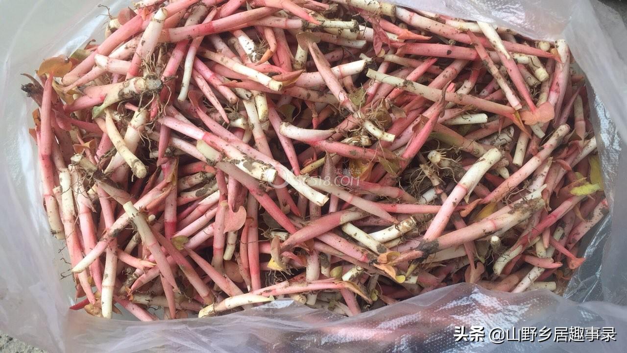 请问鱼腥草是怎么种植的？就是当菜吃的那种，鱼腥草上半部分连叶的那段，哪有栽培技术？