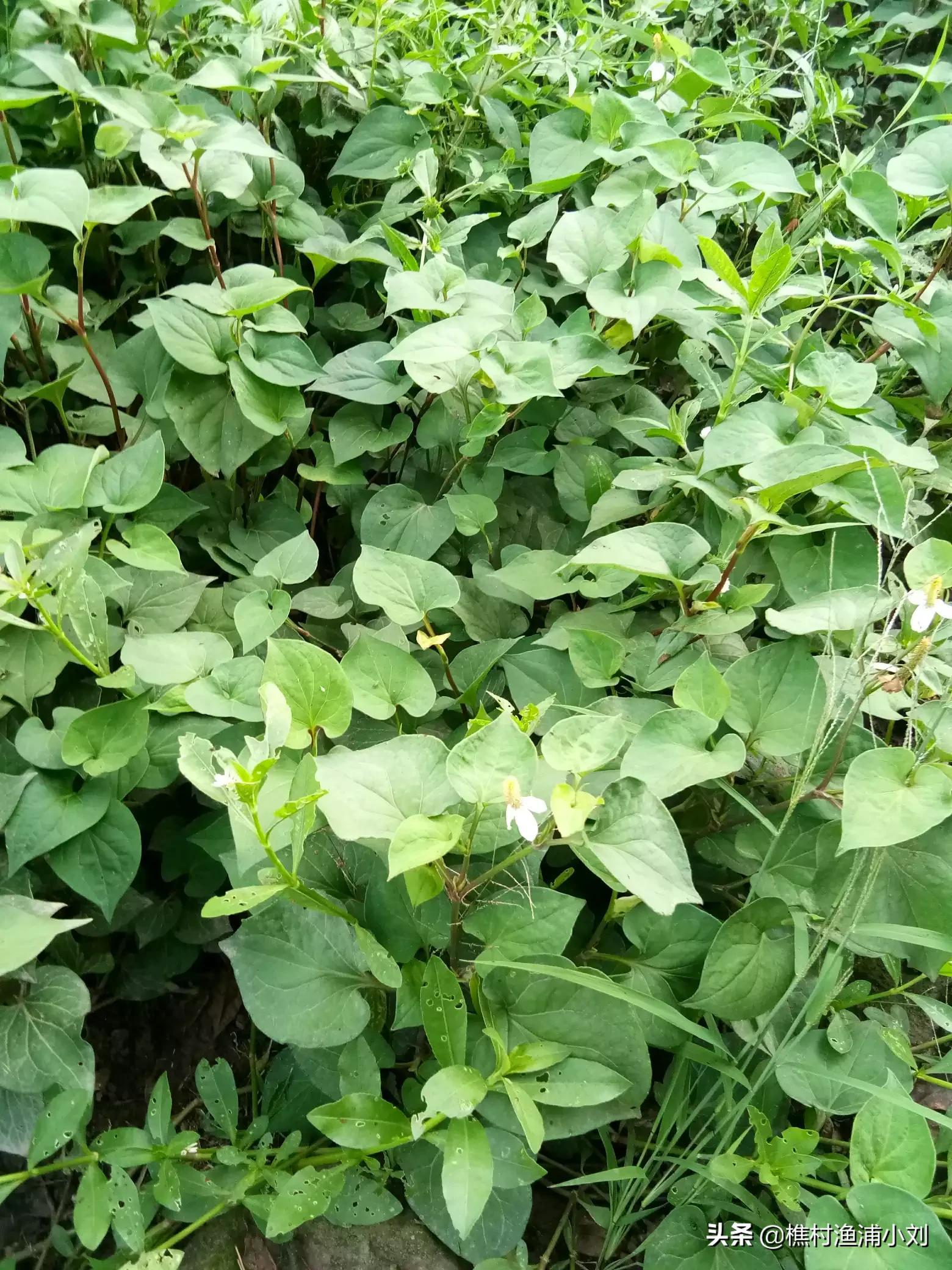 请问鱼腥草是怎么种植的？就是当菜吃的那种，鱼腥草上半部分连叶的那段，哪有栽培技术？