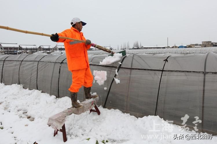 怎样清理农村冷棚积雪，一层膜的？