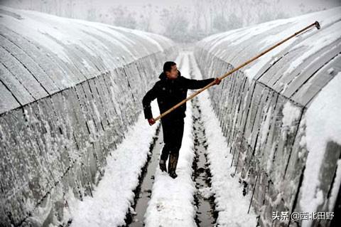 怎样清理农村冷棚积雪，一层膜的？