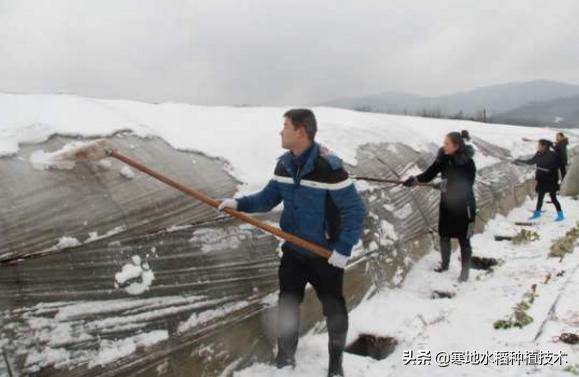 怎样清理农村冷棚积雪，一层膜的？