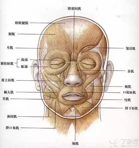 如何去掉男子脸上的抬头纹与其它的细纹？如何预防抬头纹的产生与微小的细纹的产生？