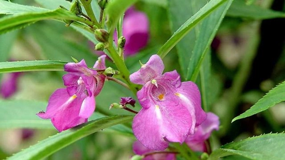 凤仙花的花瓣怎么做指甲油？